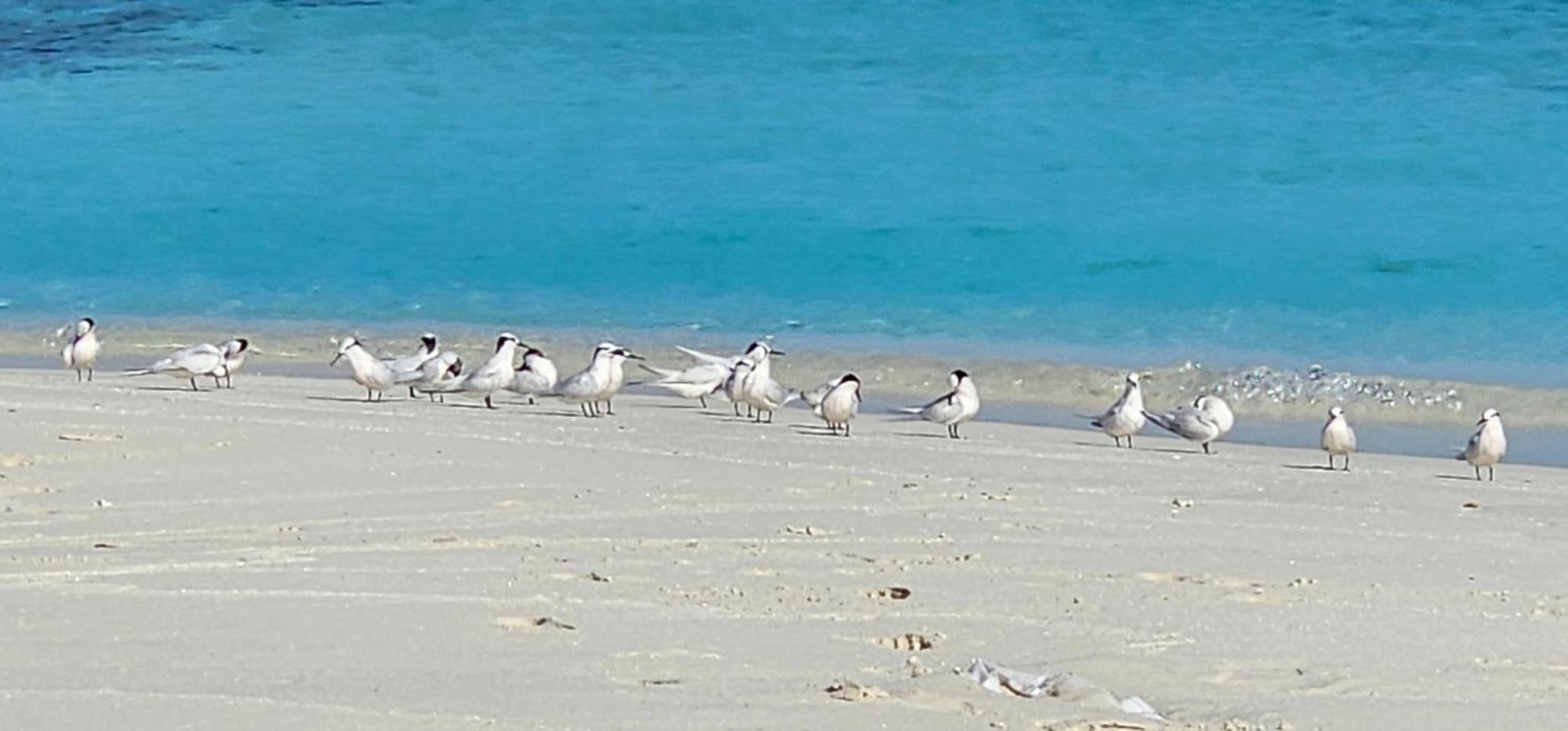 Turtle Maldives - Your Gateway To The Beach & Marine Adventures Await! Omadhoo Экстерьер фото